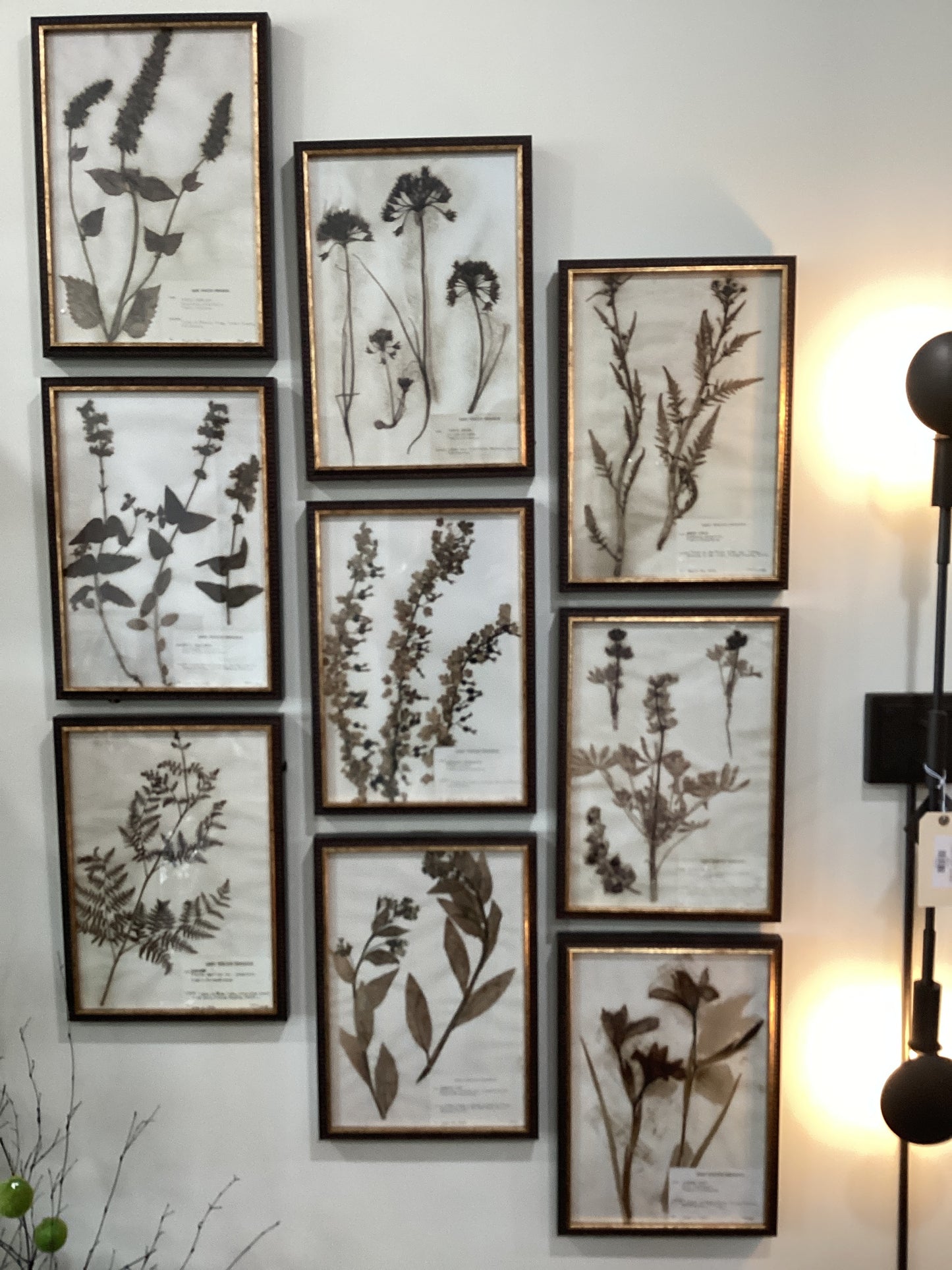 Framed Botany Set/18